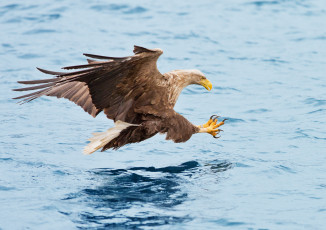 Картинка животные птицы+-+хищники рыбалка