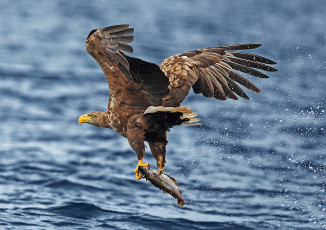 Картинка животные птицы+-+хищники рыбалка