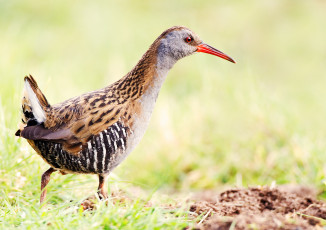 Картинка животные птицы птичка