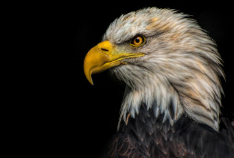 Картинка животные птицы+-+хищники орлан белоголовый