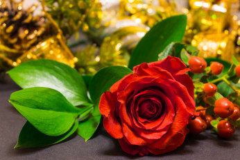 Картинка цветы розы листья бутон лепестки роза