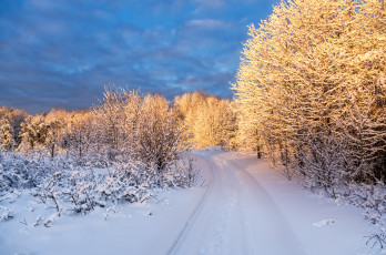 Картинка природа зима лес снег