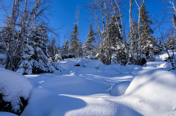 Картинка природа зима снег лес