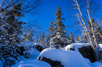 Картинка природа зима снег лес