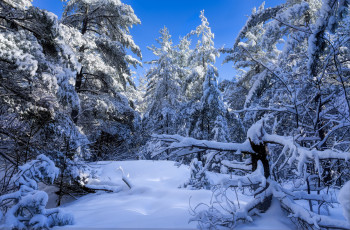 Картинка природа зима лес снег