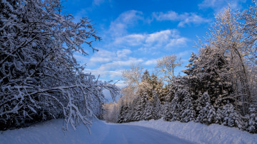 Картинка природа зима снег лес