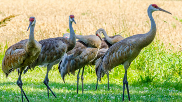 Картинка животные журавли журавль