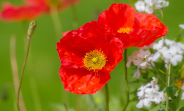 Картинка цветы маки макро лепестки