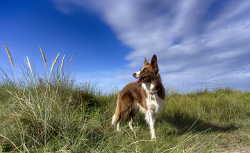 Картинка животные собаки пес