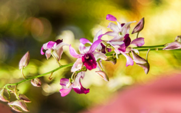 Картинка цветы орхидеи