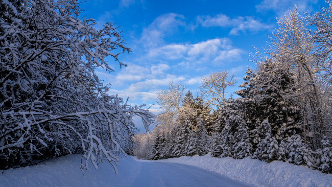 Обои картинки фото природа, зима, снег, лес