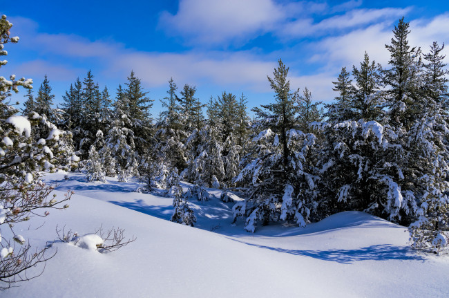 Обои картинки фото природа, зима, лес, снег