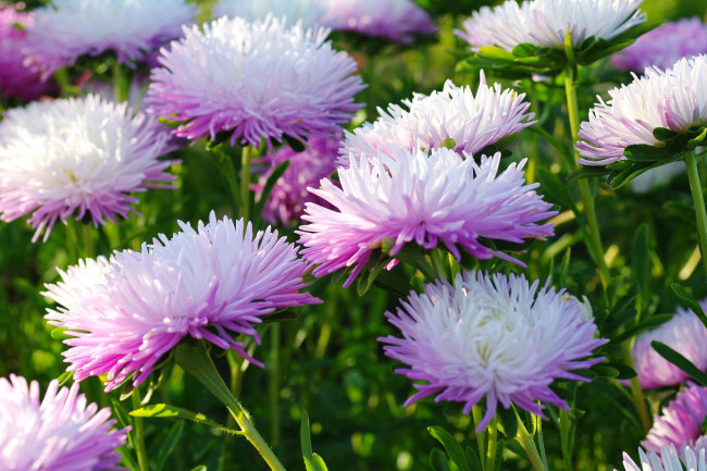 Обои картинки фото цветы, астры, макро, осень