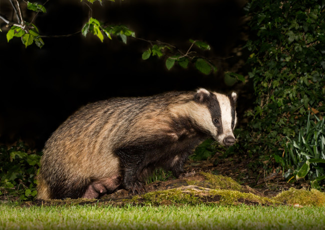 Обои картинки фото животные, барсуки, барсук