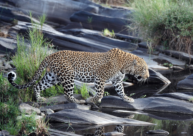 Обои картинки фото животные, леопарды, хищник