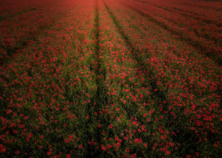 Картинка природа поля цветы