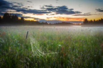 Картинка природа луга луг утро