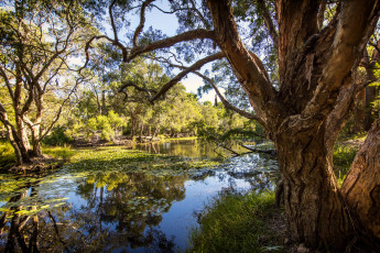 Картинка природа реки озера лес река