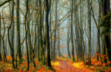 Картинка природа лес осень