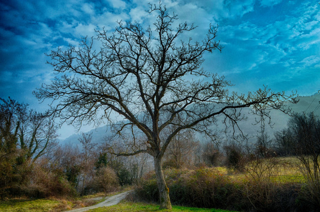 Обои картинки фото природа, деревья, простор