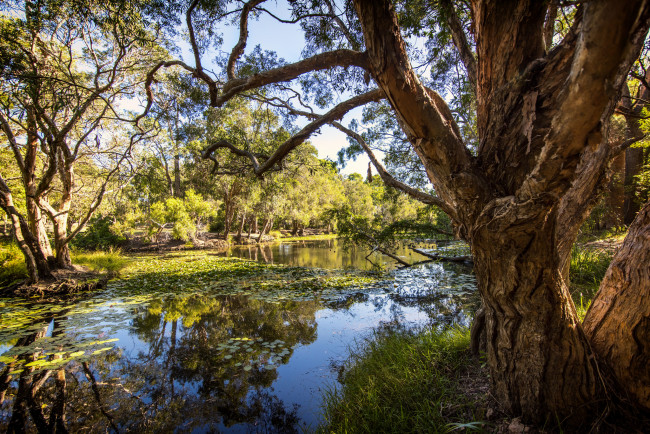 Обои картинки фото природа, реки, озера, лес, река