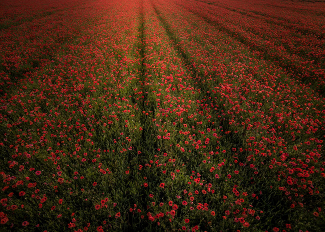 Обои картинки фото природа, поля, цветы