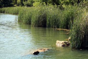 Картинка природа реки озера река вода