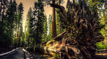 Картинка природа лес простор