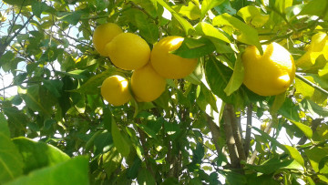 Картинка природа плоды лимоны