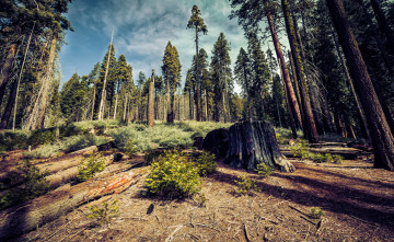 Картинка природа лес простор