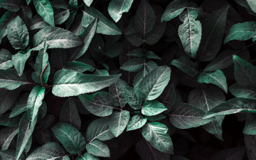 Картинка природа листья