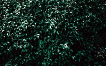 Картинка природа листья куст