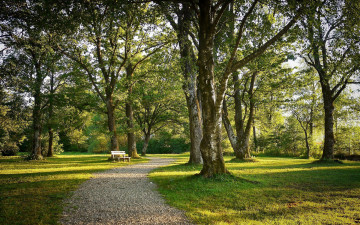 Картинка природа парк скамейка аллея