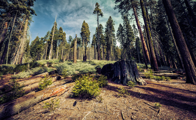 Обои картинки фото природа, лес, простор