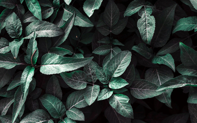 Обои картинки фото природа, листья