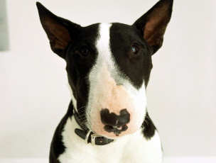 Картинка животные собаки бультерьер голова