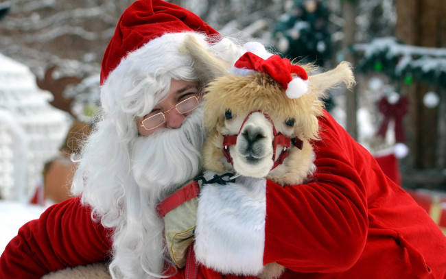 Обои картинки фото праздничные, дед мороз,  санта клаус, санта, альпака