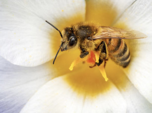 Картинка животные пчелы +осы +шмели пчела