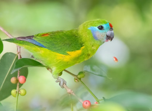 Картинка животные попугаи попугай