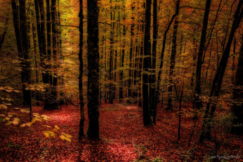 Картинка природа лес осень