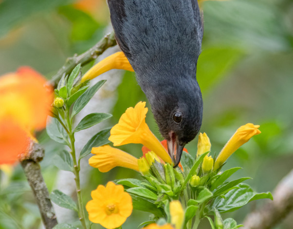 Обои картинки фото животные, птицы, птица