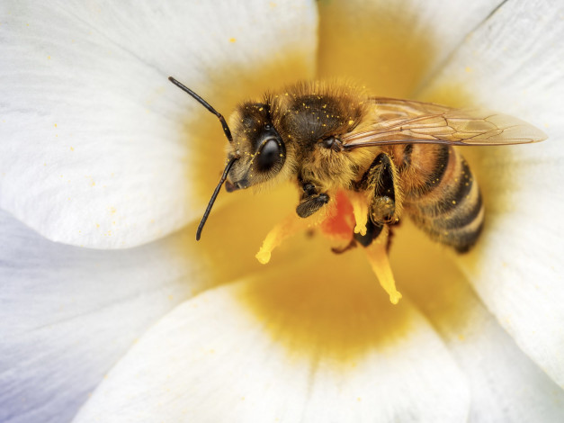 Обои картинки фото животные, пчелы,  осы,  шмели, пчела