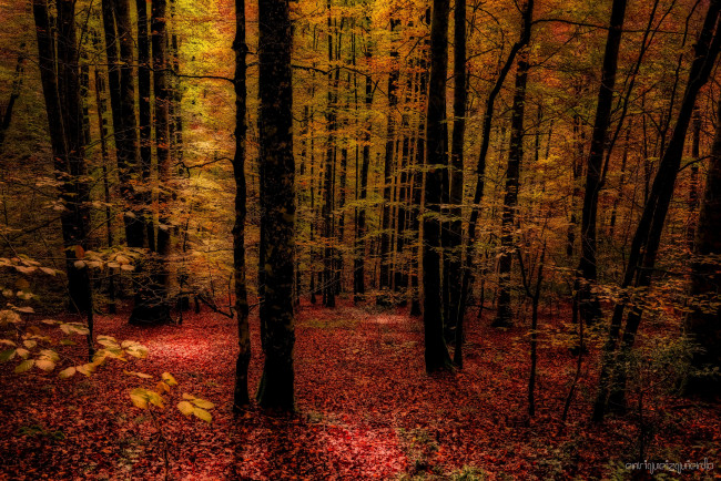 Обои картинки фото природа, лес, осень