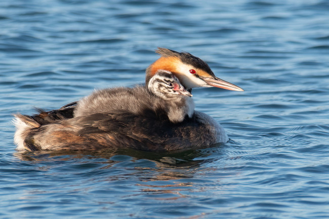Обои картинки фото животные, чомги , поганки, водоплавающие