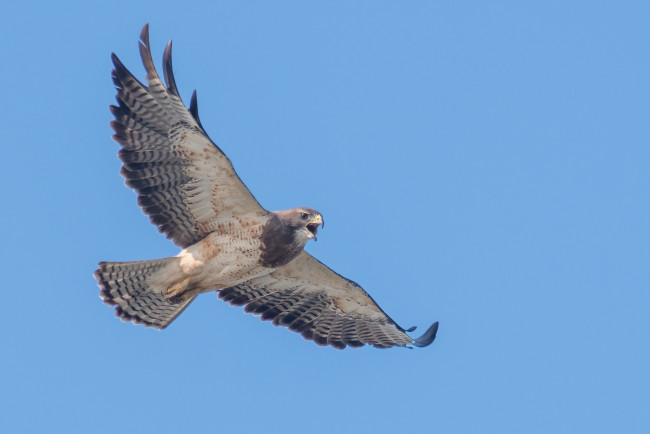 Обои картинки фото животные, птицы - хищники, птица