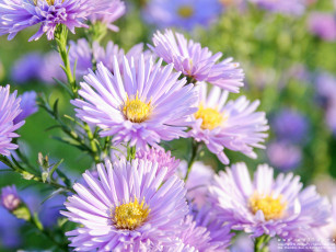 Картинка цветы астры