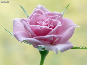 Картинка цветы розы