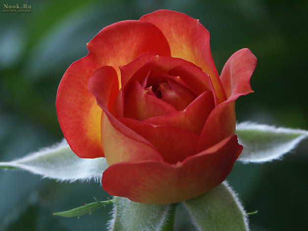 Обои картинки фото цветы, розы