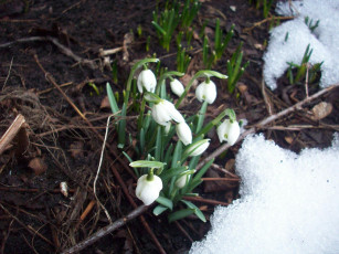 Картинка подснежники цветы белоцветник