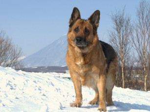 Картинка животные собаки